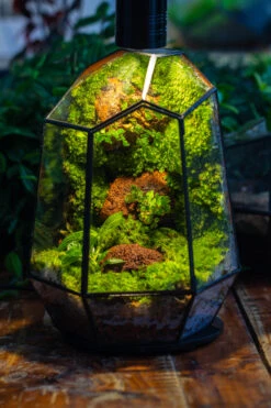 5W Warm White Black LED Grow Light Adjustable With Black Matte Stand, Or Terrarium, Moss, Shade Plants, Multi Size Available Customizable -34cm / 13.4 -Ncyp Garden Sale Shop IMG 9169