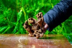 Driftwood For Moss Terrarium, Miniature, Micro Landscape,TS007 -Ncyp Garden Sale Shop IMG 9170 643450b7 0812 4d4a a4ea 937d06806cc0