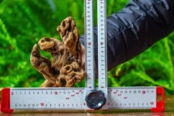 Driftwood For Moss Terrarium, Miniature, Micro Landscape,TS007 -Ncyp Garden Sale Shop IMG 9171 ff5ac441 5ec6 4c84 9a82 ef2bb57704ca