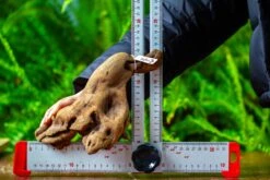 Driftwood For Moss Terrarium, Miniature, Micro Landscape,TS007 -Ncyp Garden Sale Shop IMG 9172 69ab91ec 1ec4 4f3d 9a13 d64d25c0ea44