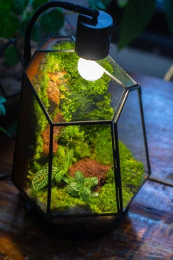 5W Warm White Black LED Grow Light Adjustable With Black Matte Stand, Or Terrarium, Moss, Shade Plants, Multi Size Available Customizable - 29cm / 11.4" 26 5W Warm White Black LED Grow Light Adjustable With Black Matte Stand, Or Terrarium, Moss, Shade Plants, Multi Size Available Customizable - 29cm / 11.4" -Ncyp Garden Sale Shop IMG 9173