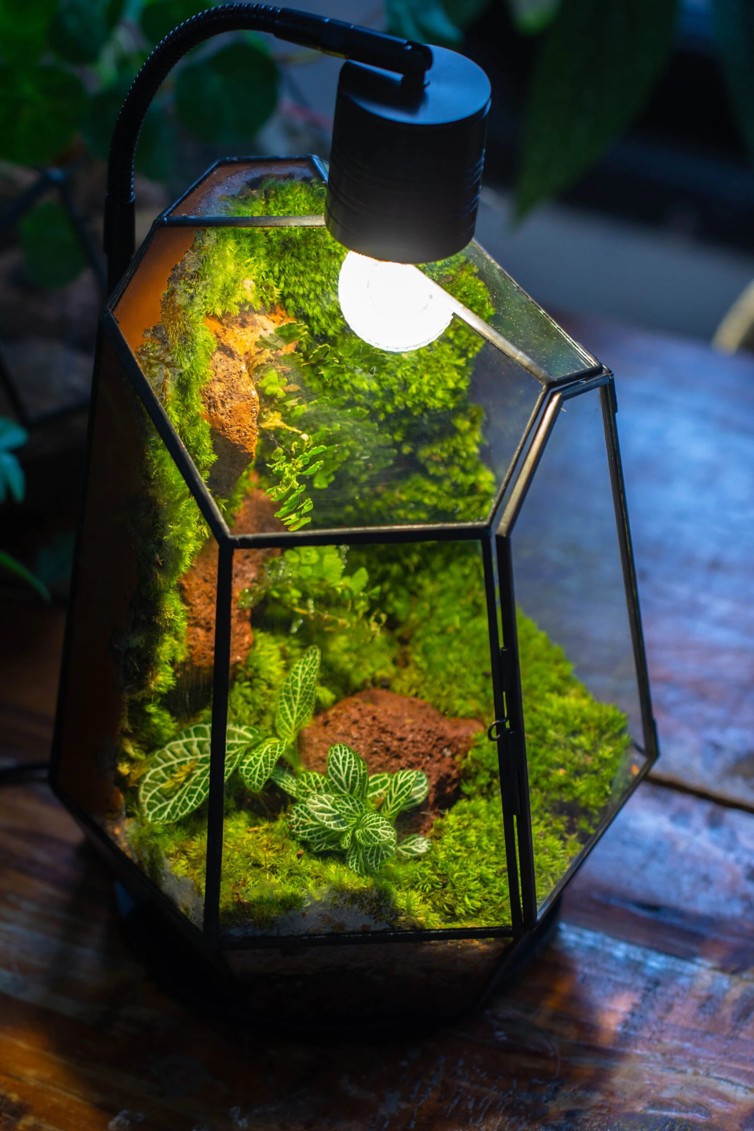 5W Warm White Black LED Grow Light Adjustable With Black Matte Stand, Or Terrarium, Moss, Shade Plants, Multi Size Available Customizable - 29cm / 11.4" 8 5W Warm White Black LED Grow Light Adjustable With Black Matte Stand, Or Terrarium, Moss, Shade Plants, Multi Size Available Customizable - 29cm / 11.4" - Image 8
