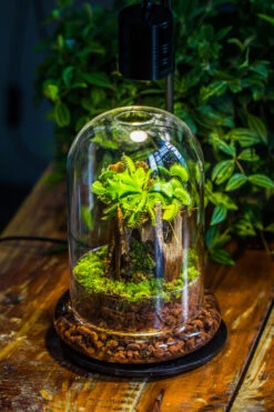 Round Glass Cloche Terrarium 12 Cm Diameter X 18cm Height With Matching Warm White Spot LED Grow Light And Base Set -Ncyp Garden Sale Shop IMG 9187