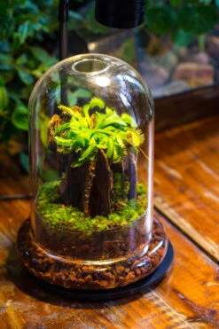 Round Glass Cloche Terrarium 12 Cm Diameter X 18cm Height With Matching Warm White Spot LED Grow Light And Base Set -Ncyp Garden Sale Shop IMG 9188 5bd95102 eca8 4ad5 9330 fdb0f4c3ab19 1