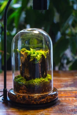 Round Glass Cloche Terrarium 12 Cm Diameter X 18cm Height With Matching Warm White Spot LED Grow Light And Base Set -Ncyp Garden Sale Shop IMG 9191 1