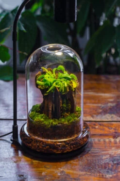 Round Glass Cloche Terrarium 12 Cm Diameter X 18cm Height With Matching Warm White Spot LED Grow Light And Base Set -Ncyp Garden Sale Shop IMG 9195 1