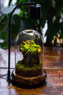 Round Glass Cloche Terrarium 12 Cm Diameter X 18cm Height With Matching Warm White Spot LED Grow Light And Base Set -Ncyp Garden Sale Shop IMG 9196