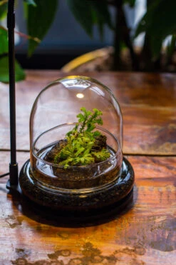 Round Glass Cloche Terrarium 12 Cm Diameter X 12cm Height With Matching Warm White Spot LED Grow Light And Base Set 34 Round Glass Cloche Terrarium 12 Cm Diameter X 12cm Height With Matching Warm White Spot LED Grow Light And Base Set -Ncyp Garden Sale Shop IMG 9200