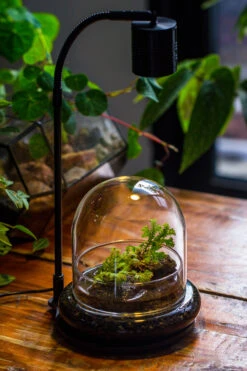 5W Warm White Black LED Grow Light Adjustable With Black Matte Stand, Or Terrarium, Moss, Shade Plants, Multi Size Available Customizable - 29cm / 11.4" 33 5W Warm White Black LED Grow Light Adjustable With Black Matte Stand, Or Terrarium, Moss, Shade Plants, Multi Size Available Customizable - 29cm / 11.4" -Ncyp Garden Sale Shop IMG 9209