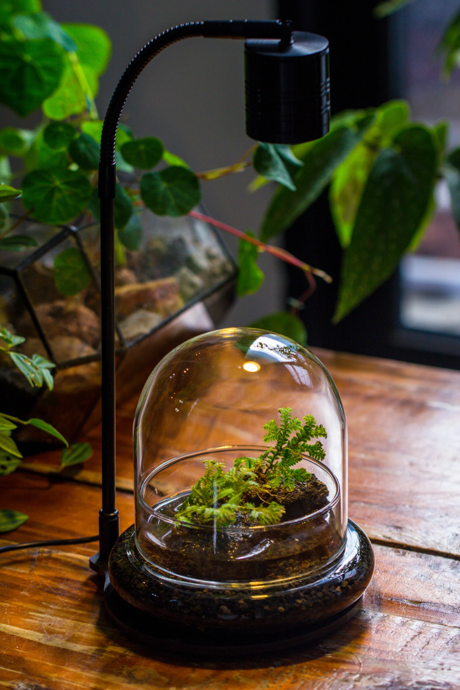 5W Warm White Black LED Grow Light Adjustable With Black Matte Stand, Or Terrarium, Moss, Shade Plants, Multi Size Available Customizable - 29cm / 11.4" 15 5W Warm White Black LED Grow Light Adjustable With Black Matte Stand, Or Terrarium, Moss, Shade Plants, Multi Size Available Customizable - 29cm / 11.4" - Image 15