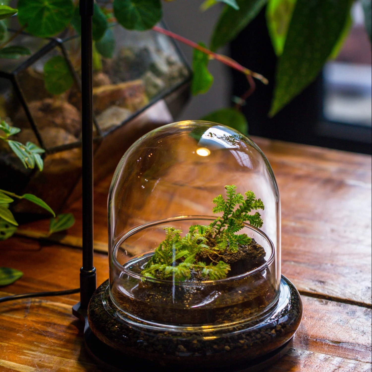 Round Glass Cloche Terrarium 12 Cm Diameter X 12cm Height With Matching Warm White Spot LED Grow Light And Base Set 3 Round Glass Cloche Terrarium 12 Cm Diameter X 12cm Height With Matching Warm White Spot LED Grow Light And Base Set - Image 3