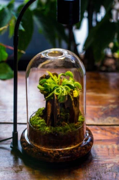 Round Glass Cloche Terrarium 12 Cm Diameter X 18cm Height With Matching Warm White Spot LED Grow Light And Base Set -Ncyp Garden Sale Shop IMG 9215 1