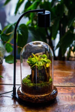 5W Warm White Black LED Grow Light Adjustable With Black Matte Stand, Or Terrarium, Moss, Shade Plants, Multi Size Available Customizable -34cm / 13.4 -Ncyp Garden Sale Shop IMG 9216