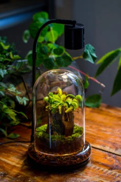 Round Glass Cloche Terrarium 12 Cm Diameter X 18cm Height With Matching Warm White Spot LED Grow Light And Base Set -Ncyp Garden Sale Shop IMG 9217 1