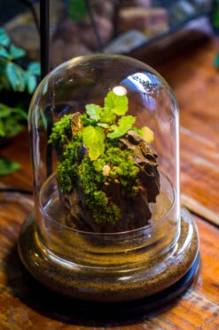 Round Glass Cloche Terrarium 12 Cm Diameter X 15cm Height With Matching Warm White Spot LED Grow Light And Base Set -Ncyp Garden Sale Shop IMG 9220