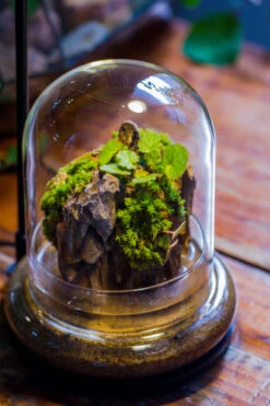 Round Glass Cloche Terrarium 12 Cm Diameter X 15cm Height With Matching Warm White Spot LED Grow Light And Base Set -Ncyp Garden Sale Shop IMG 9227