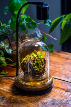 Round Glass Cloche Terrarium 12 Cm Diameter X 15cm Height With Matching Warm White Spot LED Grow Light And Base Set -Ncyp Garden Sale Shop IMG 9228