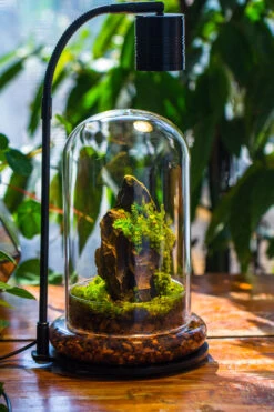 5W Warm White Black LED Grow Light Adjustable With Black Matte Stand, Or Terrarium, Moss, Shade Plants, Multi Size Available Customizable - 29cm / 11.4" 27 5W Warm White Black LED Grow Light Adjustable With Black Matte Stand, Or Terrarium, Moss, Shade Plants, Multi Size Available Customizable - 29cm / 11.4" -Ncyp Garden Sale Shop IMG 9238