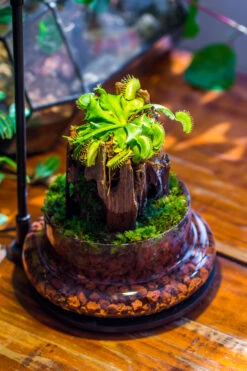 Round Glass Cloche Terrarium 12 Cm Diameter X 18cm Height With Matching Warm White Spot LED Grow Light And Base Set -Ncyp Garden Sale Shop IMG 9290