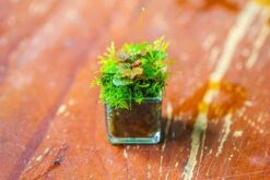 40 Units Mini Acrylic Square Pot For Moss -3cm / 1.2" Side Length -Ncyp Garden Sale Shop IMG 9291 c9216add 527c 4e39 9309 55d94dda9cc9