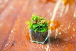 40 Units Mini Acrylic Square Pot For Moss -3cm / 1.2" Side Length -Ncyp Garden Sale Shop IMG 9292