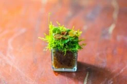 40 Units Mini Acrylic Square Pot For Moss -3cm / 1.2" Side Length -Ncyp Garden Sale Shop IMG 9293 265ffd36 8a47 41dd 9dba a4079c1f37ee