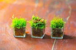 40 Units Mini Acrylic Square Pot For Moss -3cm / 1.2" Side Length -Ncyp Garden Sale Shop IMG 9294