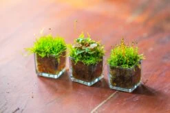 40 Units Mini Acrylic Square Pot For Moss -3cm / 1.2" Side Length -Ncyp Garden Sale Shop IMG 9295