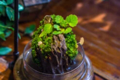 Round Glass Cloche Terrarium 12 Cm Diameter X 15cm Height With Matching Warm White Spot LED Grow Light And Base Set -Ncyp Garden Sale Shop IMG 9296