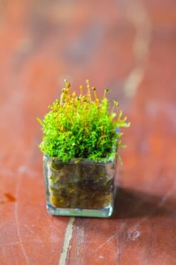 40 Units Mini Acrylic Square Pot For Moss -3cm / 1.2" Side Length -Ncyp Garden Sale Shop IMG 9296 0e9787d0 4a9b 489f 8b7d 7f5d553a4a87