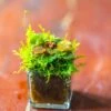 40 Units Mini Acrylic Square Pot For Moss -3cm / 1.2" Side Length
