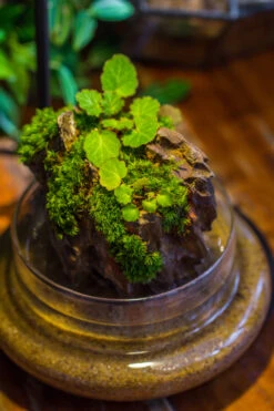 Round Glass Cloche Terrarium 12 Cm Diameter X 15cm Height With Matching Warm White Spot LED Grow Light And Base Set -Ncyp Garden Sale Shop IMG 9301