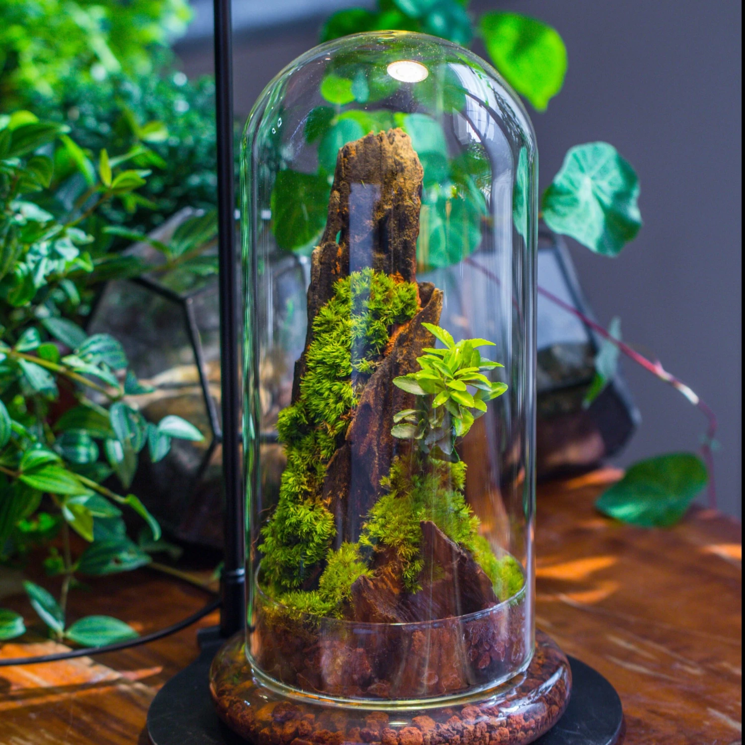 Round Glass Cloche Terrarium 12 Cm Diameter X 26cm Height With Matching Warm White Spot LED Grow Light And Base Set 2 Round Glass Cloche Terrarium 12 Cm Diameter X 26cm Height With Matching Warm White Spot LED Grow Light And Base Set - Image 2