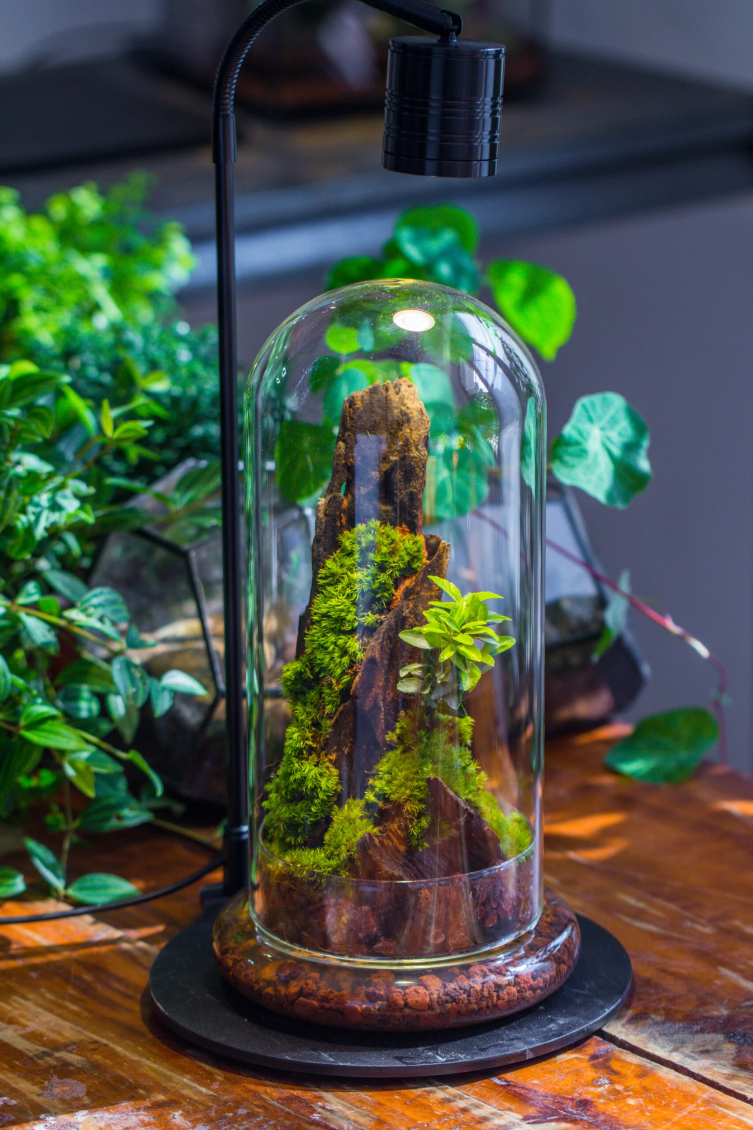 Round Glass Cloche Terrarium 12 Cm Diameter X 26cm Height With Matching Warm White Spot LED Grow Light And Base Set 10 Round Glass Cloche Terrarium 12 Cm Diameter X 26cm Height With Matching Warm White Spot LED Grow Light And Base Set - Image 10