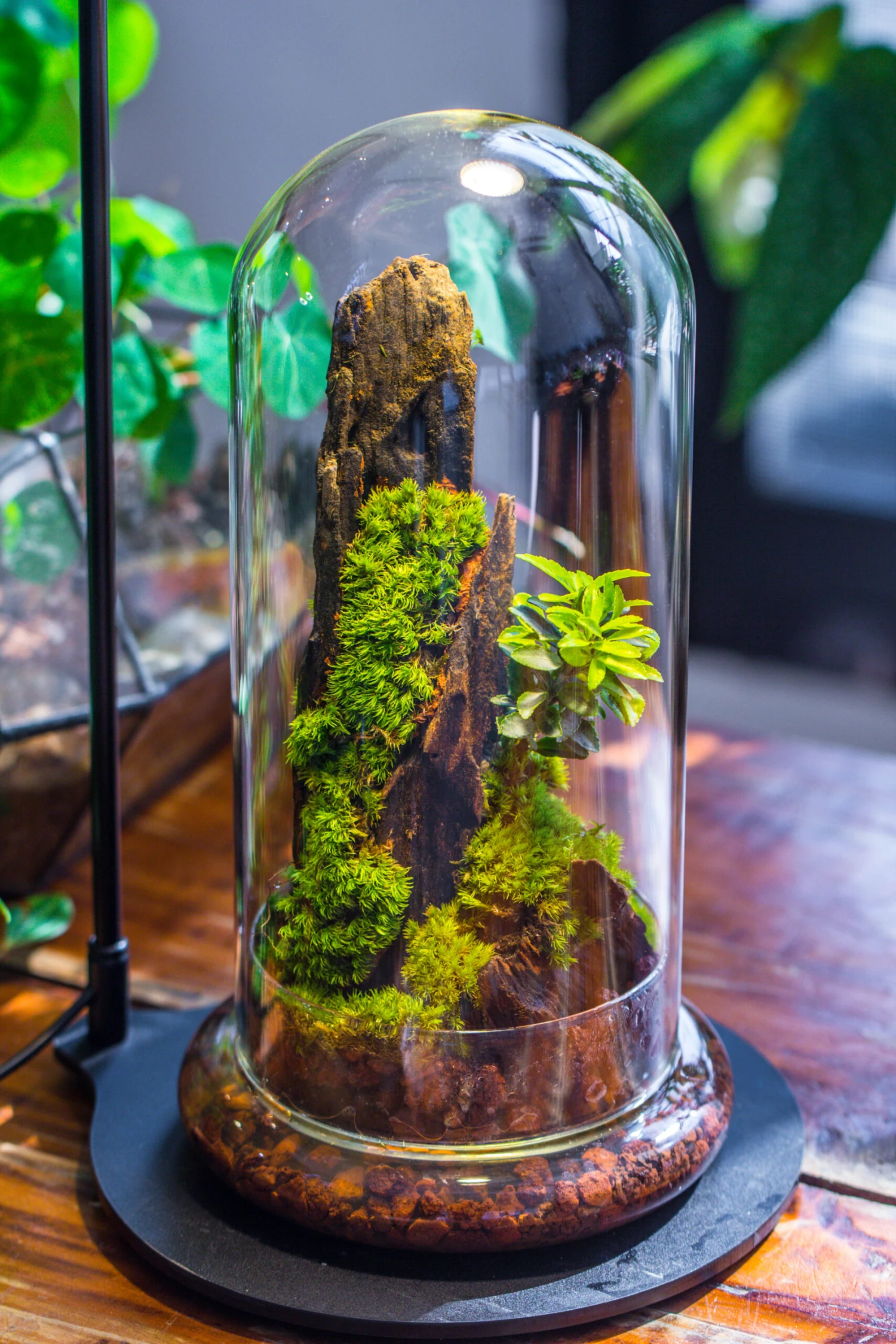 Round Glass Cloche Terrarium 12 Cm Diameter X 26cm Height With Matching Warm White Spot LED Grow Light And Base Set 14 Round Glass Cloche Terrarium 12 Cm Diameter X 26cm Height With Matching Warm White Spot LED Grow Light And Base Set - Image 14