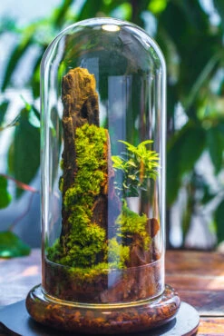 Round Glass Cloche Terrarium 12 Cm Diameter X 26cm Height With Matching Warm White Spot LED Grow Light And Base Set 29 Round Glass Cloche Terrarium 12 Cm Diameter X 26cm Height With Matching Warm White Spot LED Grow Light And Base Set -Ncyp Garden Sale Shop IMG 9310