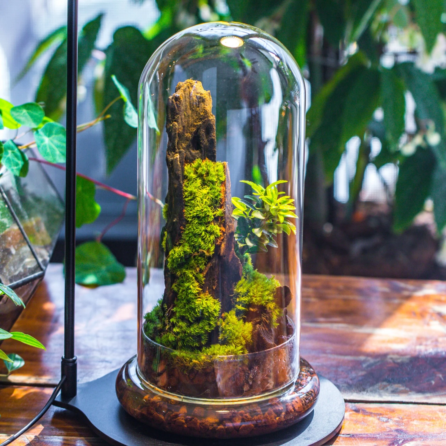 Round Glass Cloche Terrarium 12 Cm Diameter X 26cm Height With Matching Warm White Spot LED Grow Light And Base Set 1 Round Glass Cloche Terrarium 12 Cm Diameter X 26cm Height With Matching Warm White Spot LED Grow Light And Base Set