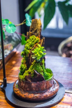 Round Glass Cloche Terrarium 12 Cm Diameter X 26cm Height With Matching Warm White Spot LED Grow Light And Base Set 34 Round Glass Cloche Terrarium 12 Cm Diameter X 26cm Height With Matching Warm White Spot LED Grow Light And Base Set -Ncyp Garden Sale Shop IMG 9313