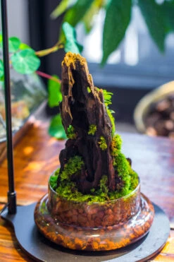 Round Glass Cloche Terrarium 12 Cm Diameter X 26cm Height With Matching Warm White Spot LED Grow Light And Base Set 30 Round Glass Cloche Terrarium 12 Cm Diameter X 26cm Height With Matching Warm White Spot LED Grow Light And Base Set -Ncyp Garden Sale Shop IMG 9317