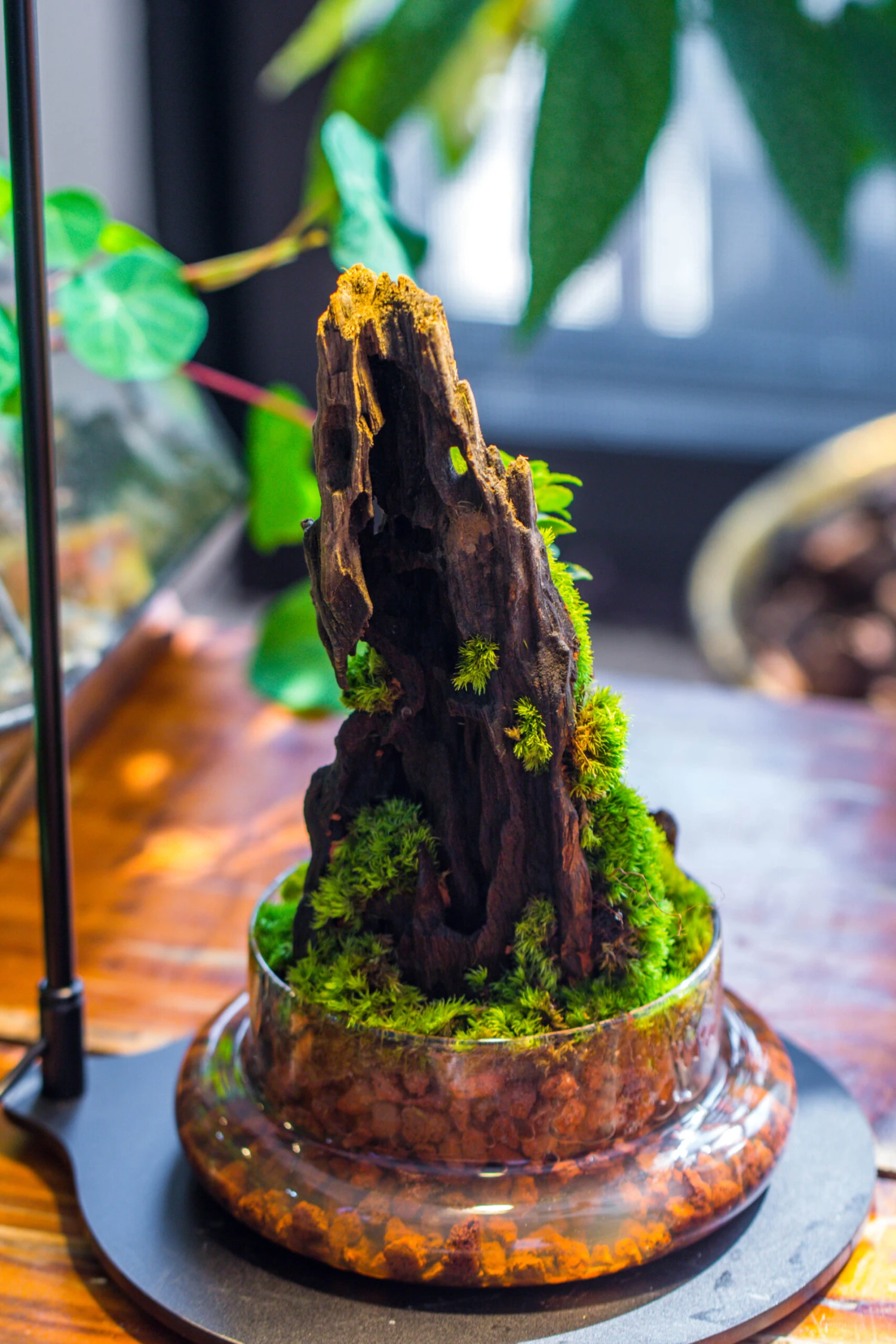 Round Glass Cloche Terrarium 12 Cm Diameter X 26cm Height With Matching Warm White Spot LED Grow Light And Base Set 13 Round Glass Cloche Terrarium 12 Cm Diameter X 26cm Height With Matching Warm White Spot LED Grow Light And Base Set - Image 13