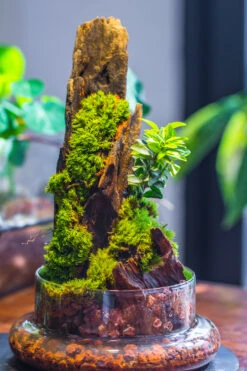 20x30cm Multiple Pieces Live Dry Leucobryum Moss, Cushion Moss Will Regreen, For Terrarium, Micro Landscape -Ncyp Garden Sale Shop IMG 9320