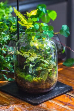 Terrarium Planting Kit Glass Jar And Black LED Grow Light With Base Kit, With Planting Material, DIY Kit 21 Terrarium Planting Kit Glass Jar And Black LED Grow Light With Base Kit, With Planting Material, DIY Kit -Ncyp Garden Sale Shop IMG 9335