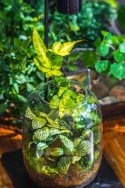 Terrarium Planting Kit Glass Jar And Black LED Grow Light With Base Kit, With Planting Material, DIY Kit 22 Terrarium Planting Kit Glass Jar And Black LED Grow Light With Base Kit, With Planting Material, DIY Kit -Ncyp Garden Sale Shop IMG 9336 e8a855f5 2668 4ae9 a420 49c86c116c52