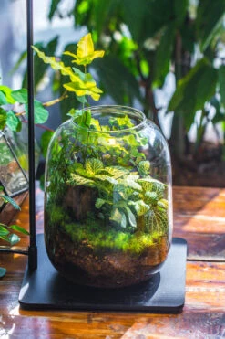 Terrarium Planting Kit Glass Jar And Black LED Grow Light With Base Kit, With Planting Material, DIY Kit 23 Terrarium Planting Kit Glass Jar And Black LED Grow Light With Base Kit, With Planting Material, DIY Kit -Ncyp Garden Sale Shop IMG 9337