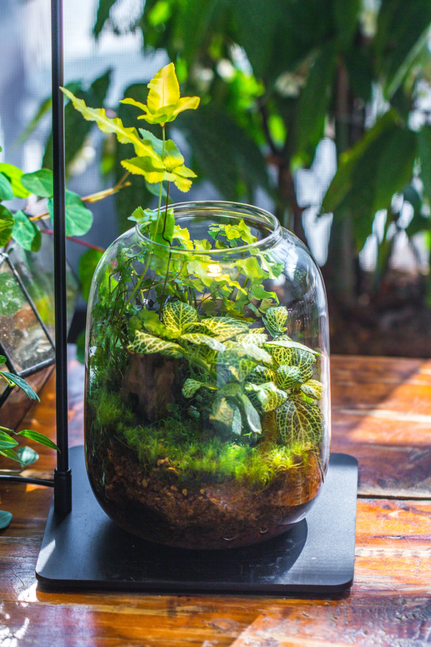 Terrarium Planting Kit Glass Jar And Black LED Grow Light With Base Kit, With Planting Material, DIY Kit 11 Terrarium Planting Kit Glass Jar And Black LED Grow Light With Base Kit, With Planting Material, DIY Kit - Image 11