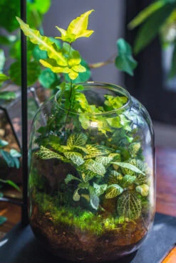 Terrarium Planting Kit Glass Jar And Black LED Grow Light With Base Kit, With Planting Material, DIY Kit 19 Terrarium Planting Kit Glass Jar And Black LED Grow Light With Base Kit, With Planting Material, DIY Kit -Ncyp Garden Sale Shop IMG 9338