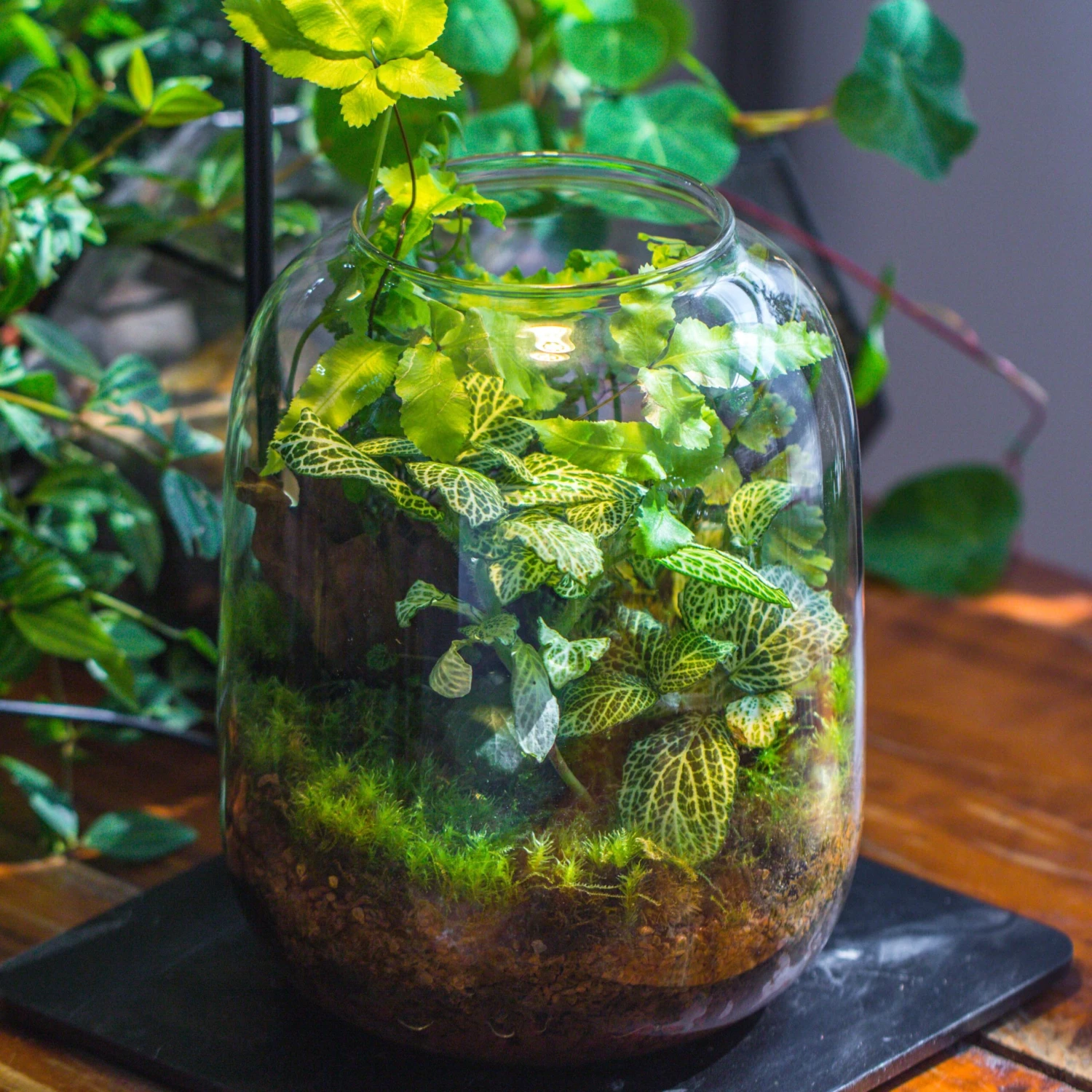 Terrarium Planting Kit Glass Jar And Black LED Grow Light With Base Kit, With Planting Material, DIY Kit 2 Terrarium Planting Kit Glass Jar And Black LED Grow Light With Base Kit, With Planting Material, DIY Kit - Image 2