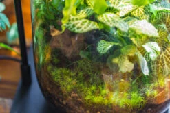 20x30cm Multiple Pieces Live Dry Leucobryum Moss, Cushion Moss Will Regreen, For Terrarium, Micro Landscape -Ncyp Garden Sale Shop IMG 9340