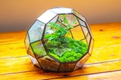 Propagation Station Glass Geometric Moon Terrarium, Close, With Door -Ncyp Garden Sale Shop IMG 9421