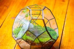 Propagation Station Glass Geometric Moon Terrarium, Close, With Door -Ncyp Garden Sale Shop IMG 9422